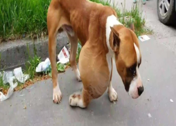 He was dumped in the forest with huge tumor…cold, alone and sadness waiting for his end in agony.