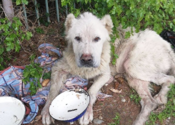 The dog cried when he was fed after 3 weeks in the sun and the miracle happened