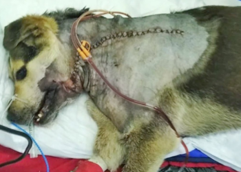 She just wanted to make friends but this is the result she got