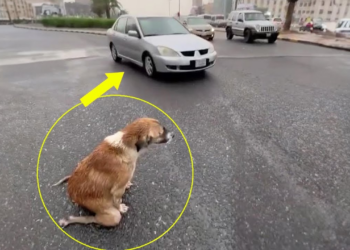 Mama dog knelt in the rain and begged every passing car to save her puppies