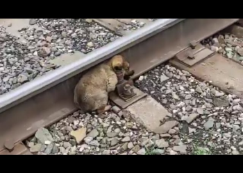 Stuck On The Dangerous Railway, 3-Week-Old Puppy Was Mercilessly Dumped From His Birth!