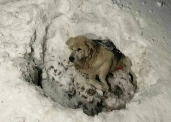He laid crying in the snow hole quietly waiting to die after being shot