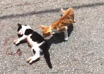 “A Rescue from Sorrow: Tom’s Life After His Brother’s Death”