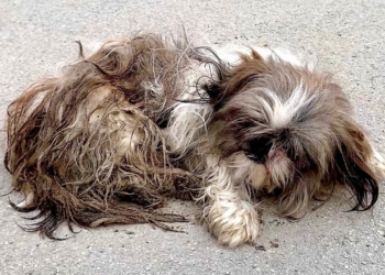 “When His Family Left, He Thought Life Was Over—But Rescue Changed Everything”