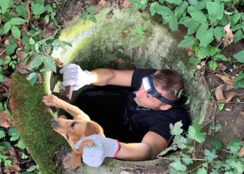 Rescued dog trapped in the sewer thanks to man who found her | Kana’s rescue
