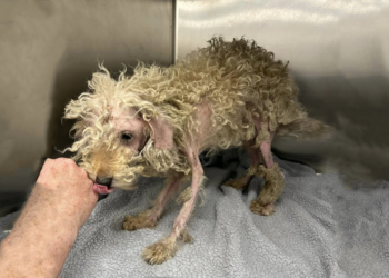 He Licked My Hand And Tried To Feel The Human Love First Time In His Tragedy Life Since Abandoned…