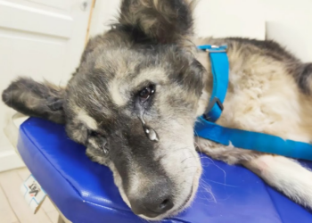 An iron rod changed her life, the owner made it impossible for her to have a normal life