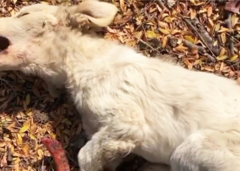 The puppy lied screaming for help with thousands of gnawing maggots