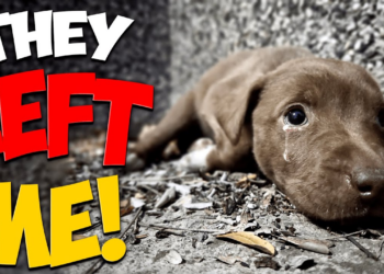 Small Puppy Was Screaming for Help and Struggling to Survive Until This Happened