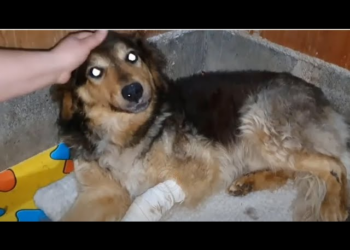 He’s lying motionless beside the road scared people to touch, what he was going through is nightmare