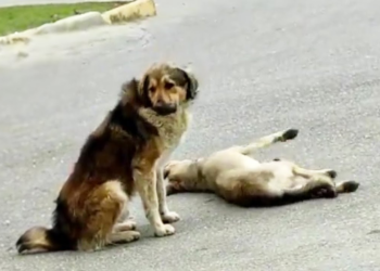 The male dog desperately begged passersby to help his mate, he’s afraid of losing her