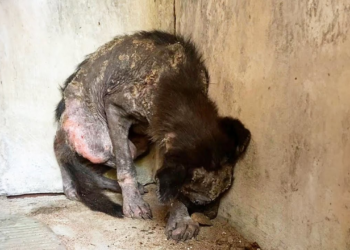 Locked in the dark since 1 month old, he was scared when the light poured in