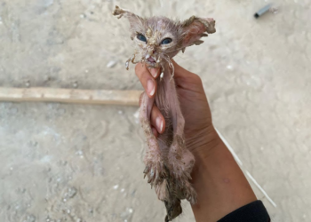 The Miraculous Transformation of a Skinny Kitten Running to the Door Begging for Food